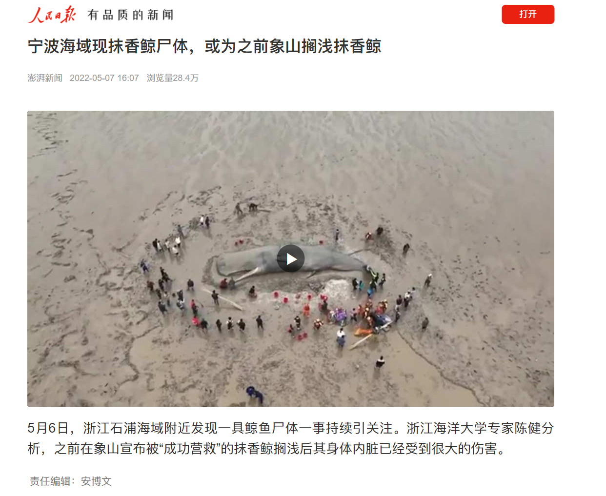 20220509人民日报客户端宁波海域现抹香鲸尸体，或为之前象山搁浅抹香鲸.png